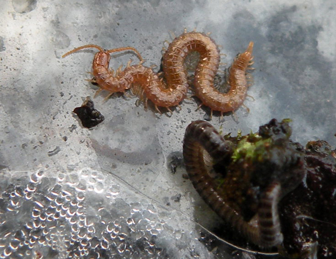 Pachymerium ferrugineum?